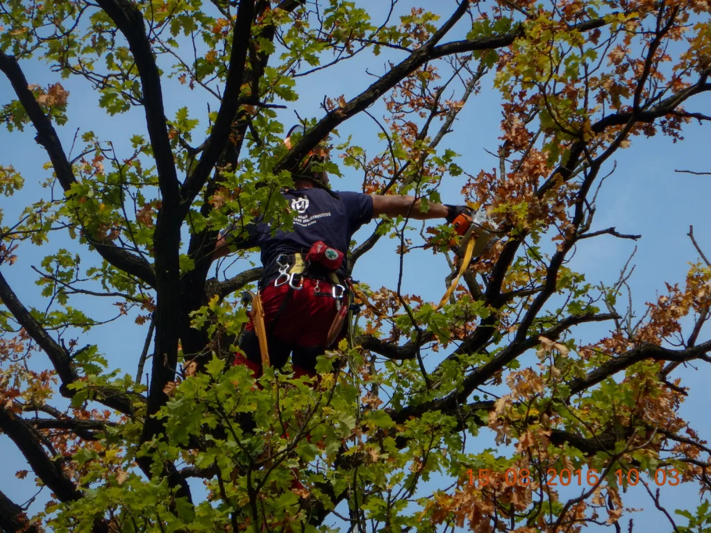 Orezy stromu vykonávené arboristom